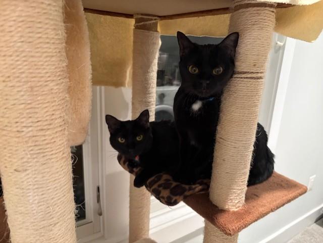 Enlarge Black Dahlia (F) and Coconut (F), an adoptable Domestic Short Hair in Fairfax, VA image 1/6