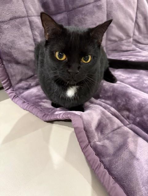 Enlarge Black Dahlia (F) and Coconut (F), an adoptable Domestic Short Hair in Fairfax, VA image 6/6