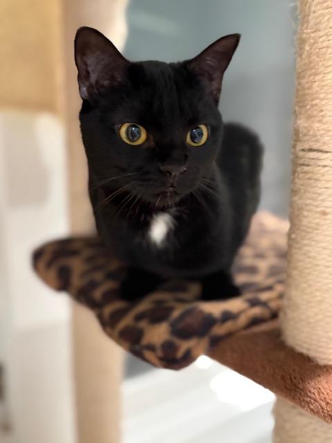 Enlarge Black Dahlia (F) and Coconut (F), an adoptable Domestic Short Hair in Fairfax, VA image 2/6