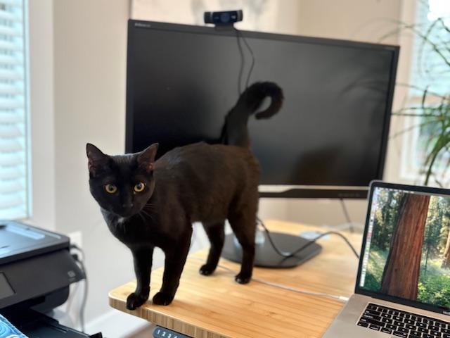 Enlarge Black Dahlia (F) and Coconut (F), an adoptable Domestic Short Hair in Fairfax, VA image 5/6