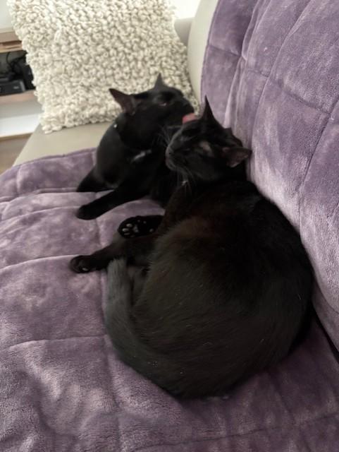 Enlarge Black Dahlia (F) and Coconut (F), an adoptable Domestic Short Hair in Fairfax, VA image 4/6