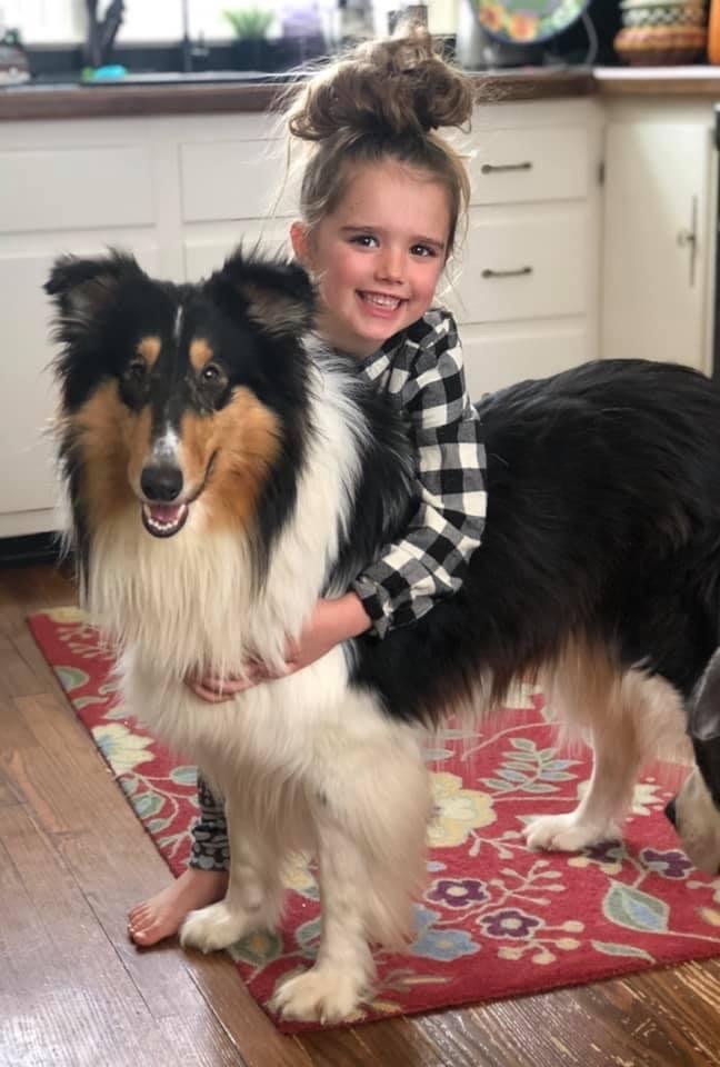 Enlarge Luke , a Adopted Collie in Richland , MI image 1/2