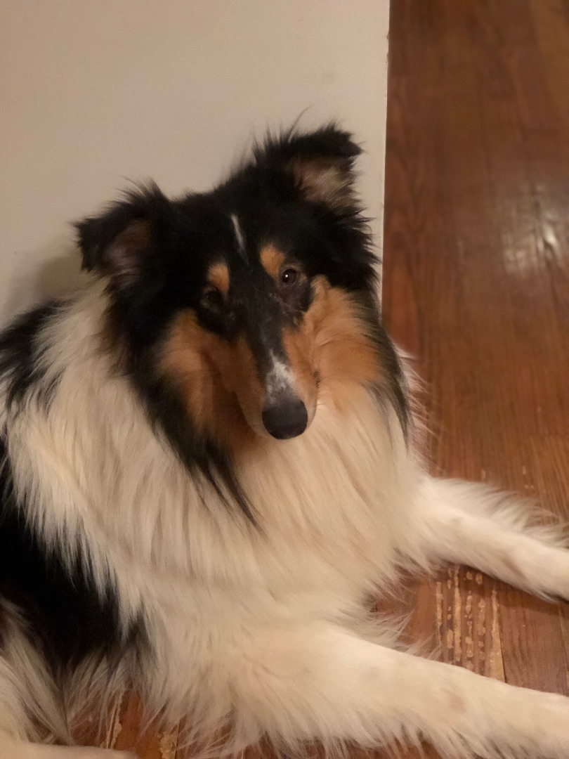Enlarge Luke , a Adopted Collie in Richland , MI image 2/2