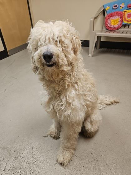Teddy, an adoptable Poodle, Labrador Retriever in Bellingham, WA, 98226 | Photo Image 2