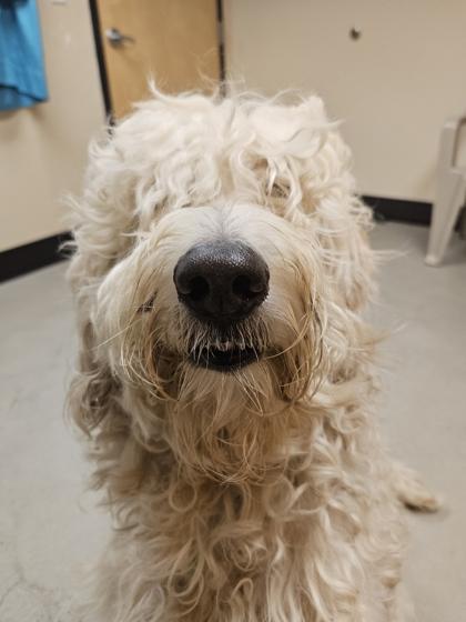 Teddy, an adoptable Poodle, Labrador Retriever in Bellingham, WA, 98226 | Photo Image 3
