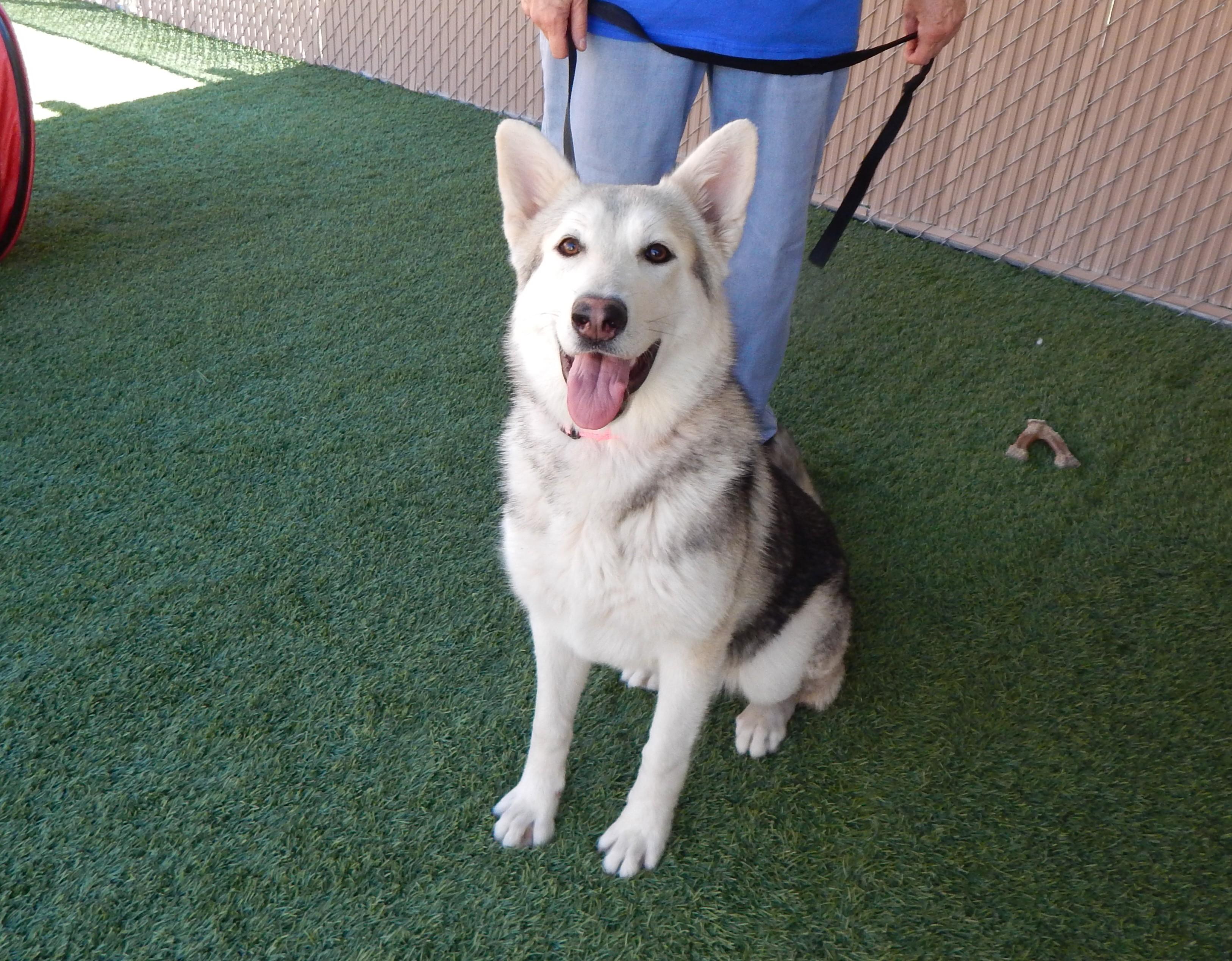 Enlarge Everest, a ADOPTABLE Husky in Mesquite, NV image 3/4