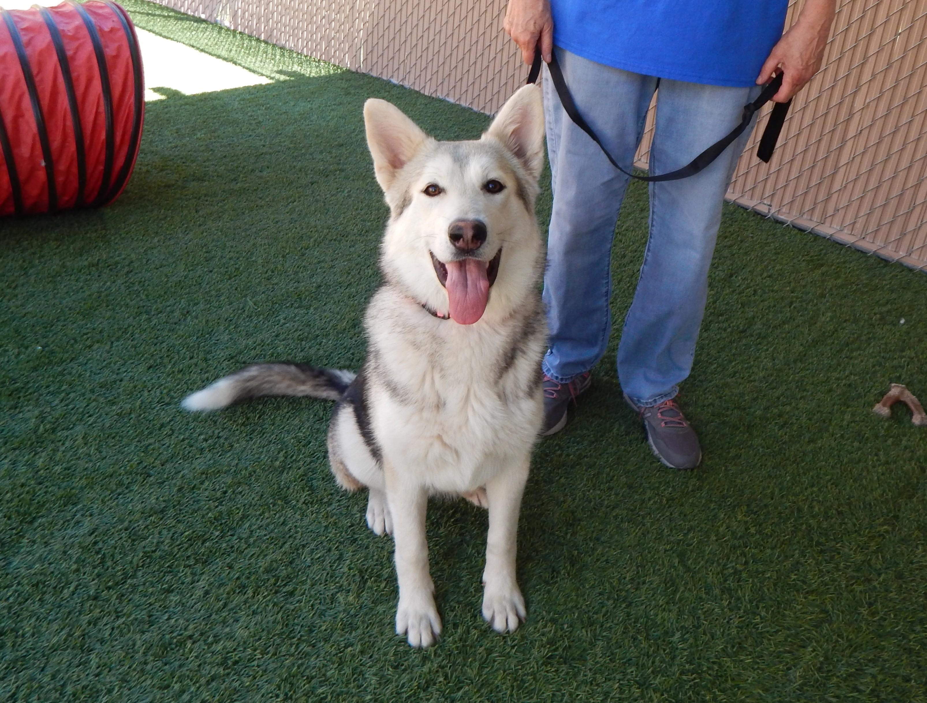 Enlarge Everest, a ADOPTABLE Husky in Mesquite, NV image 1/4