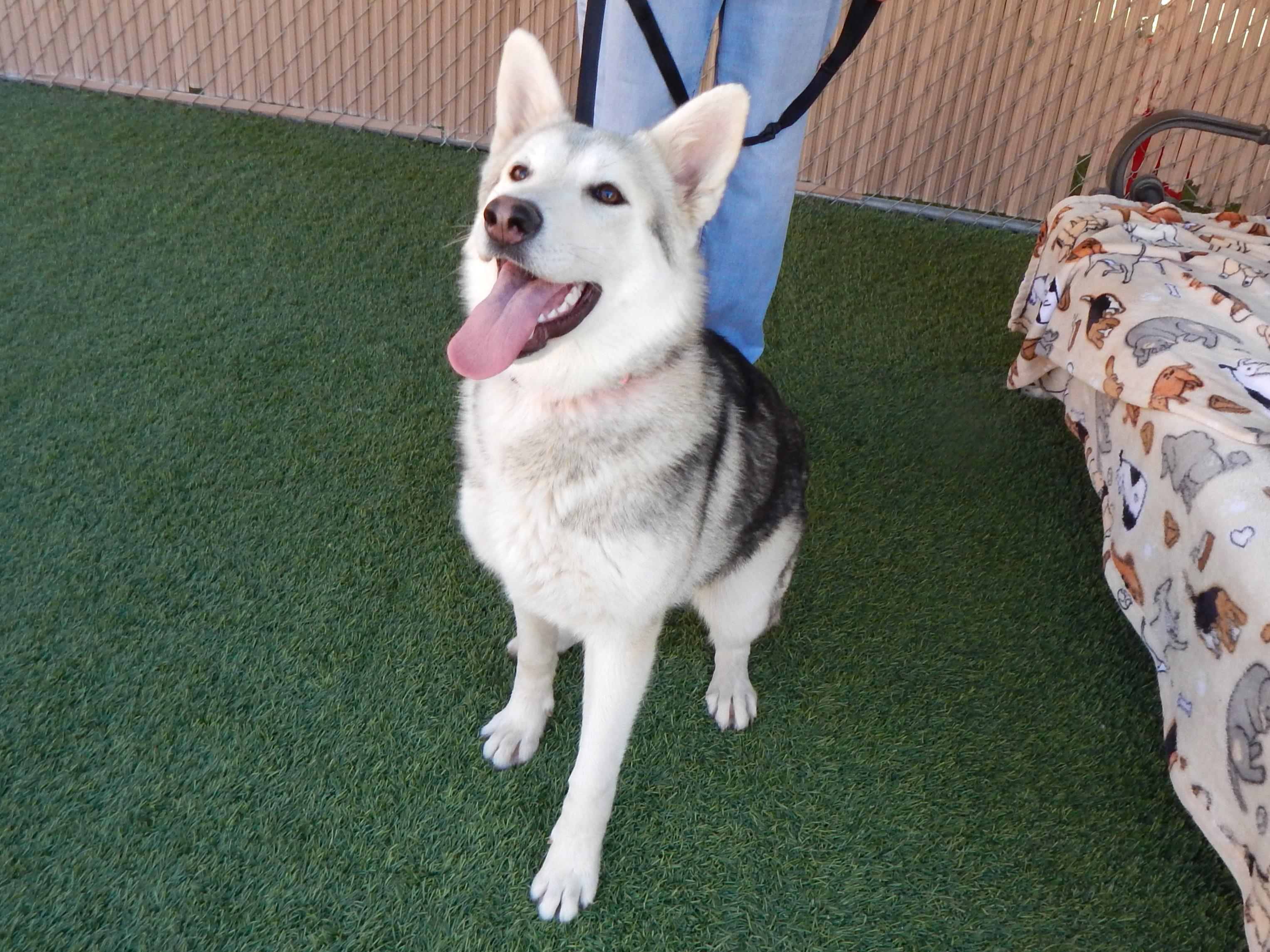 Enlarge Everest, a ADOPTABLE Husky in Mesquite, NV image 4/4
