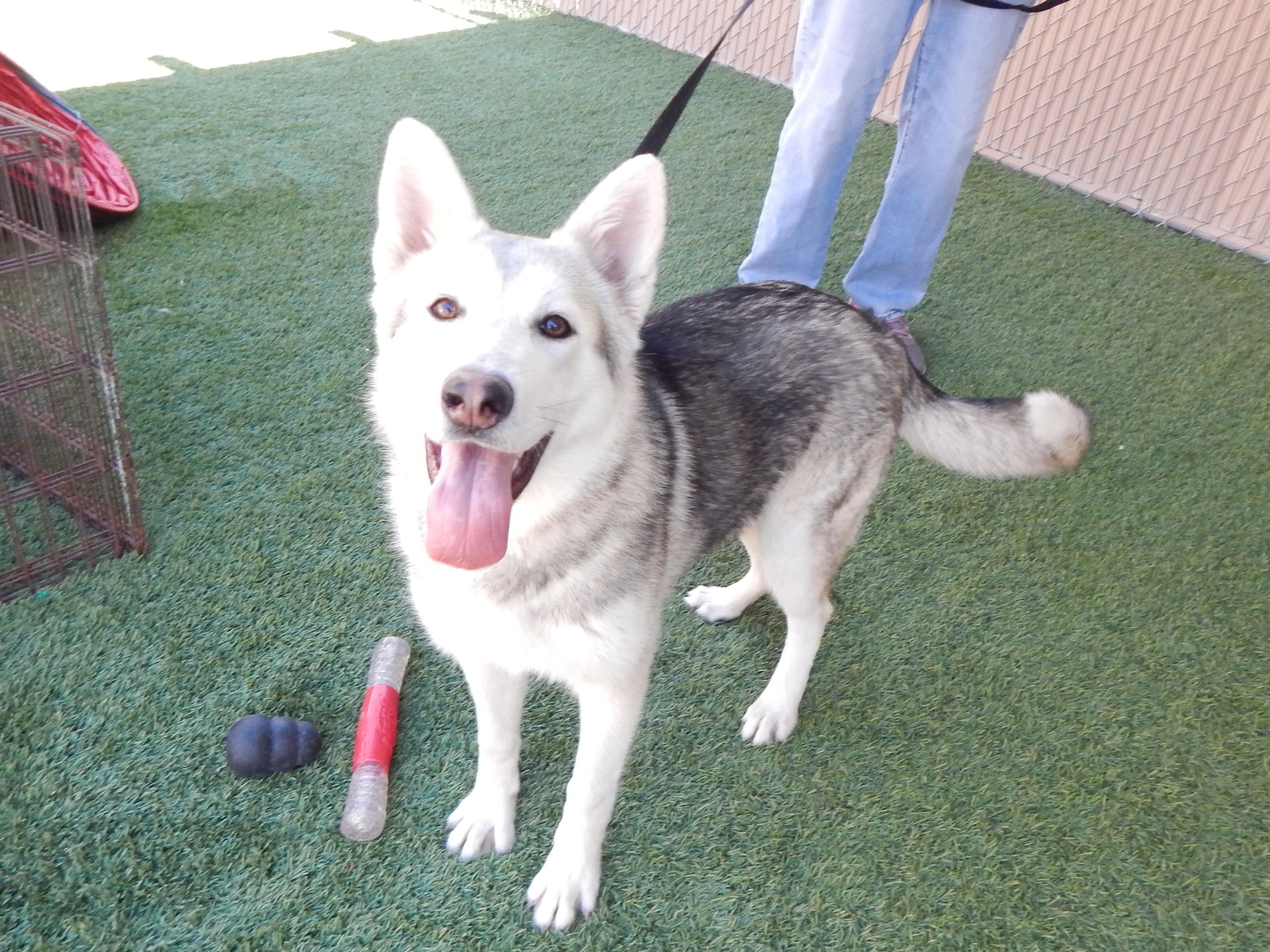 Everest, ADOPTABLE, Young Female Husky.