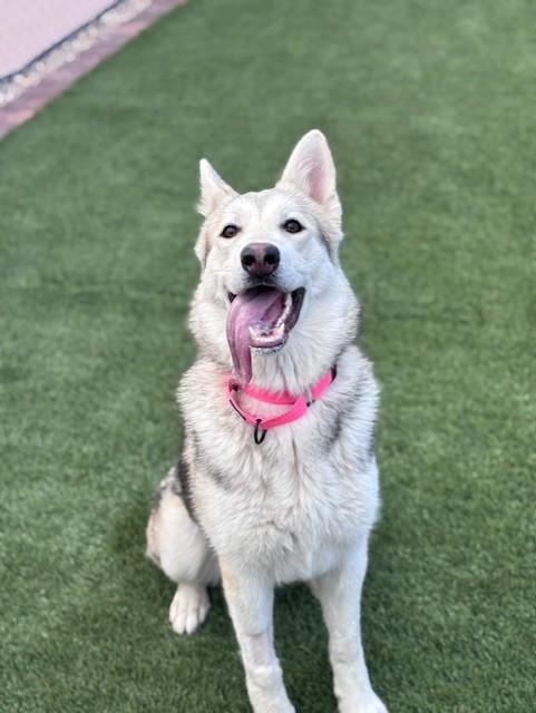 Enlarge Everest, a ADOPTABLE mixed breed in Mesquite, NV image 5/6