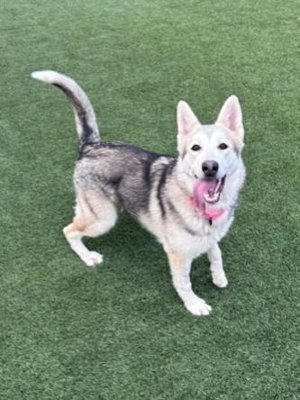 Enlarge Everest, a ADOPTABLE mixed breed in Mesquite, NV image 4/6