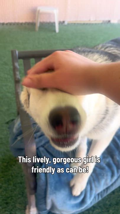 Enlarge Everest, a ADOPTABLE mixed breed in Mesquite, NV video 6/6