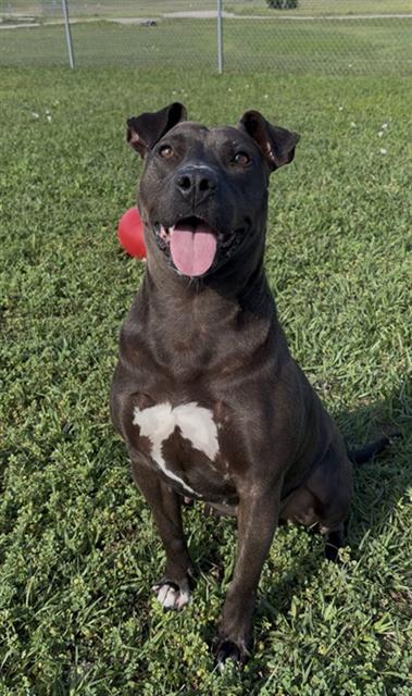 BONNIE, Adoptable, Young Female Staffordshire Bull Terrier.
