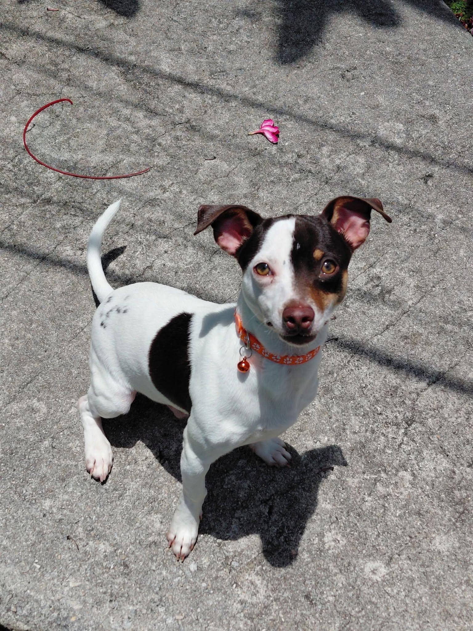 Enlarge Mando, a ADOPTABLE Rat Terrier in Jacksonville, FL image 1/1