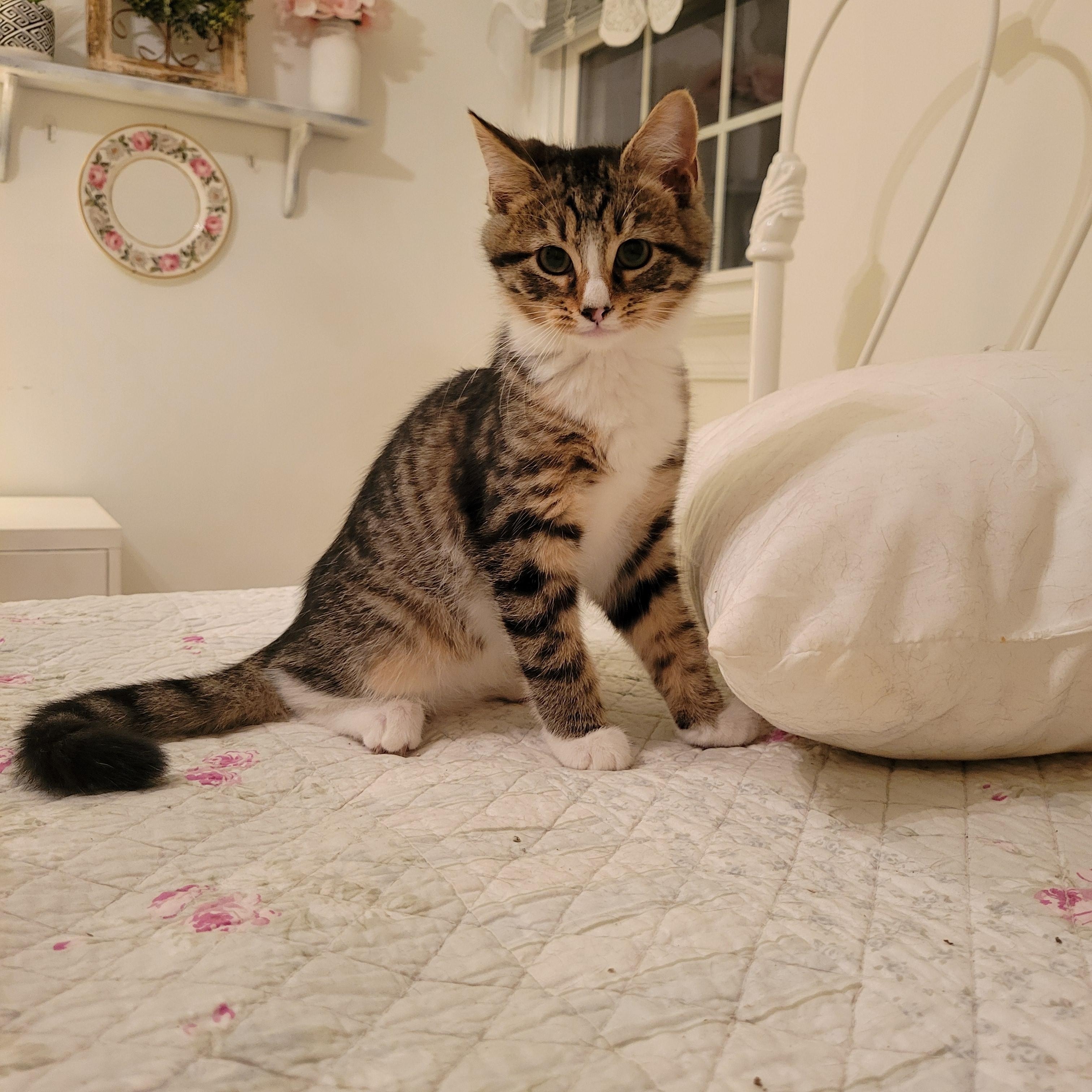 Rumi, adopted, Kitten Female American Shorthair.