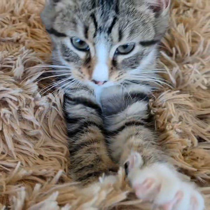 Enlarge Rumi, an adopted mixed breed in Smithfield, VA video 2/2