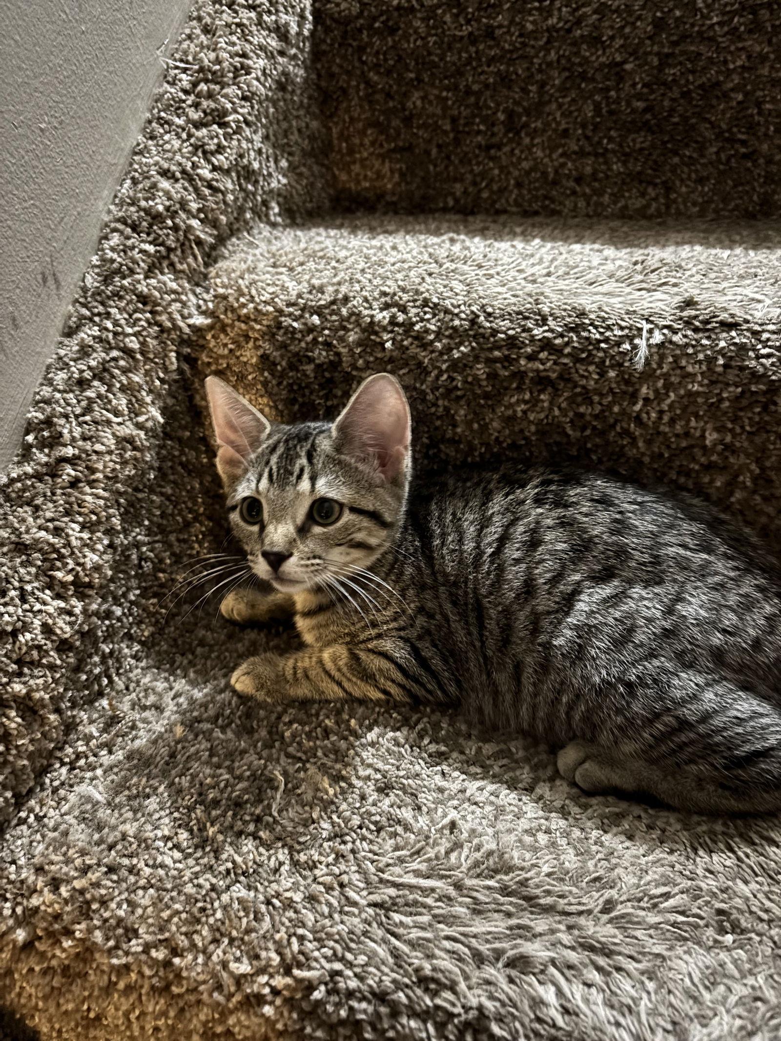 Woodstock thumbnail 3