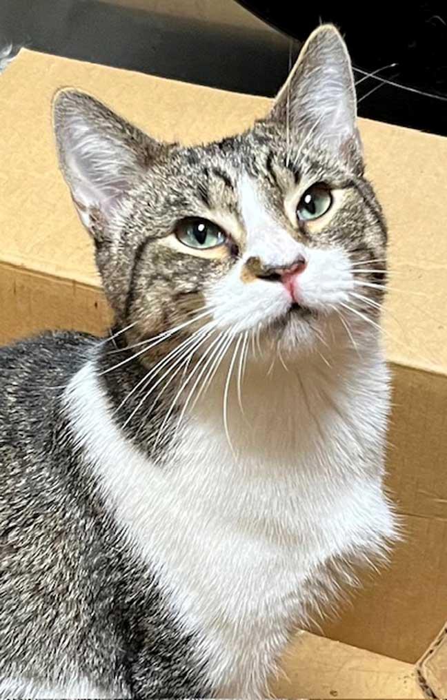 BAYLOR, Adoptable, Young Male Tabby.
