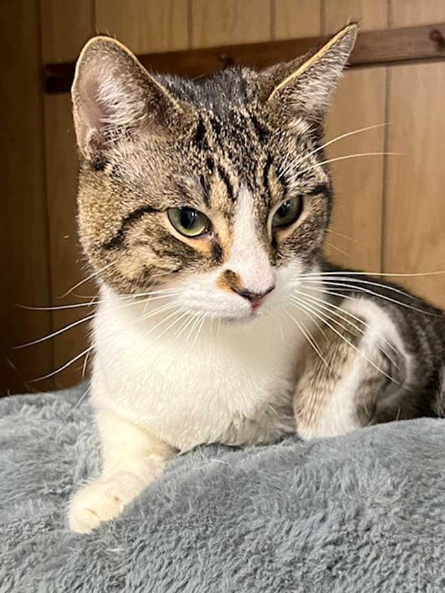 BAYLOR, Adoptable, Young Male Tabby.