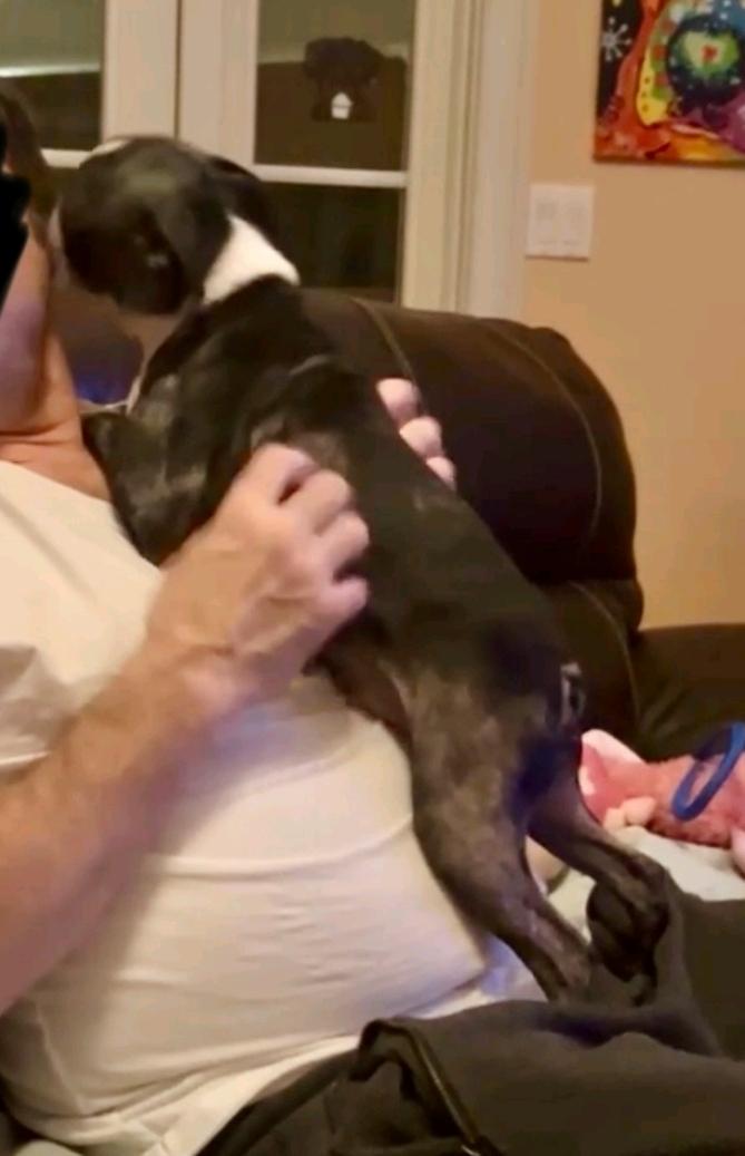 Piglet-Boston terrier, a ADOPTABLE Boston Terrier in Torrington, CT image 2/6