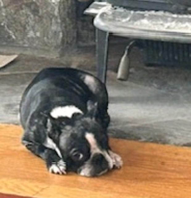 Piglet-Boston terrier, a ADOPTABLE Boston Terrier in Torrington, CT image 5/6