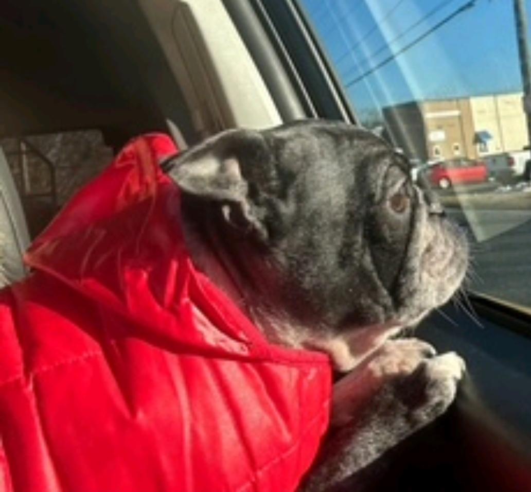 Piglet-Boston terrier, a ADOPTABLE Boston Terrier in Torrington, CT image 4/6