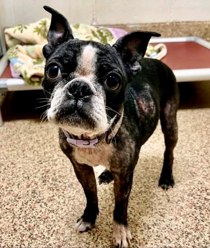 Piglet-Boston terrier, a ADOPTABLE Boston Terrier in Torrington, CT image 3/6