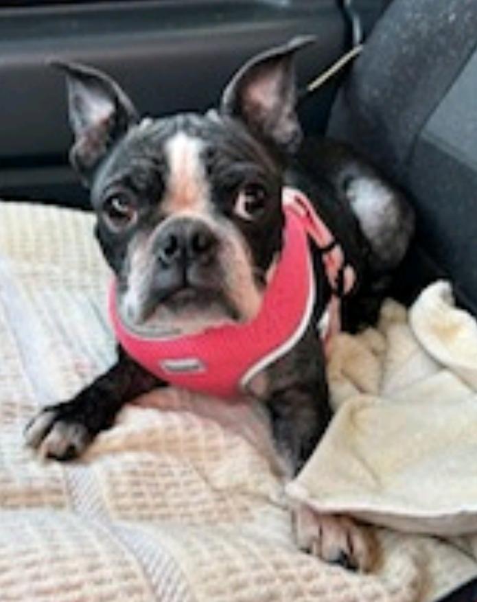 Piglet-Boston terrier, ADOPTABLE, Puppy Female Boston Terrier.