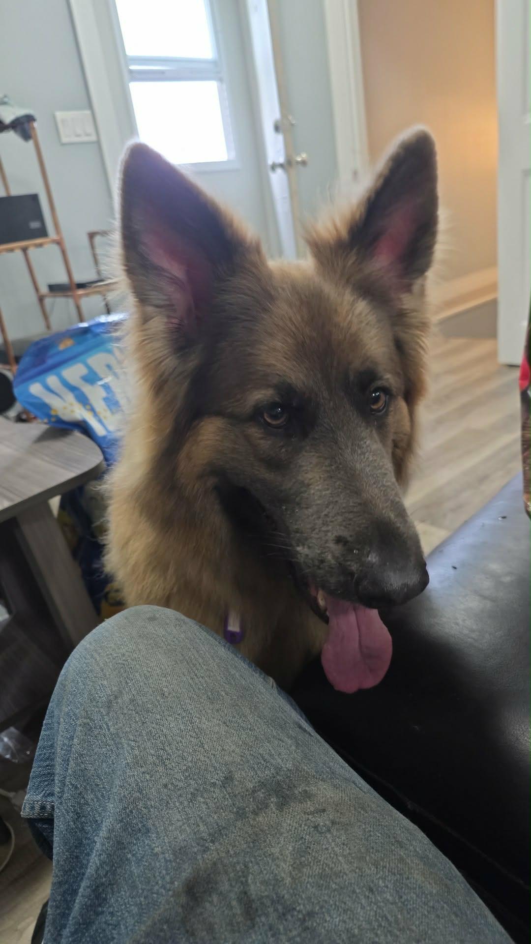 Enlarge Sunny, an adopted mixed breed in Saskatoon, SK image 3/3