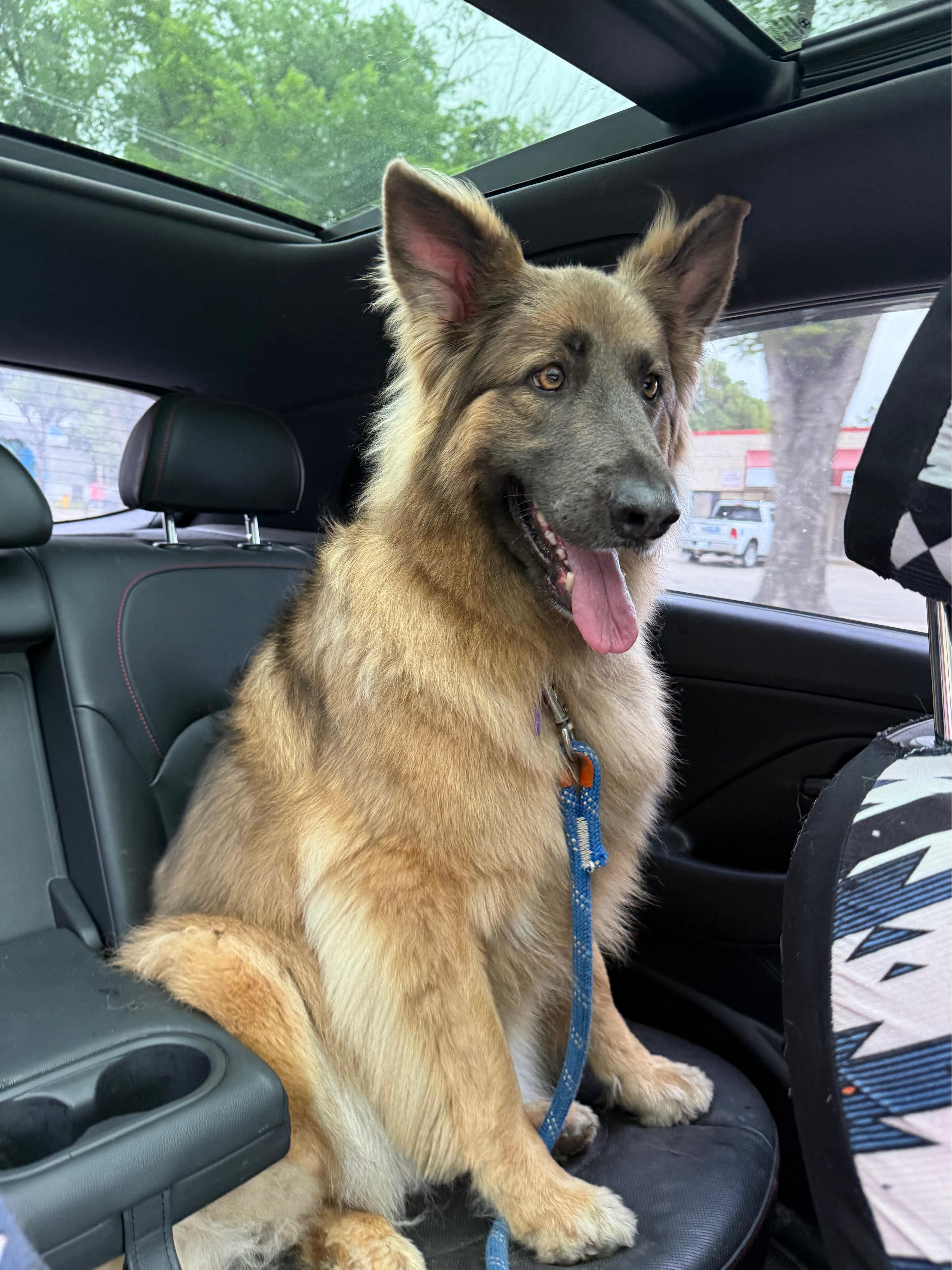 Sunny, adopted, Adult Female Mixed Breed.