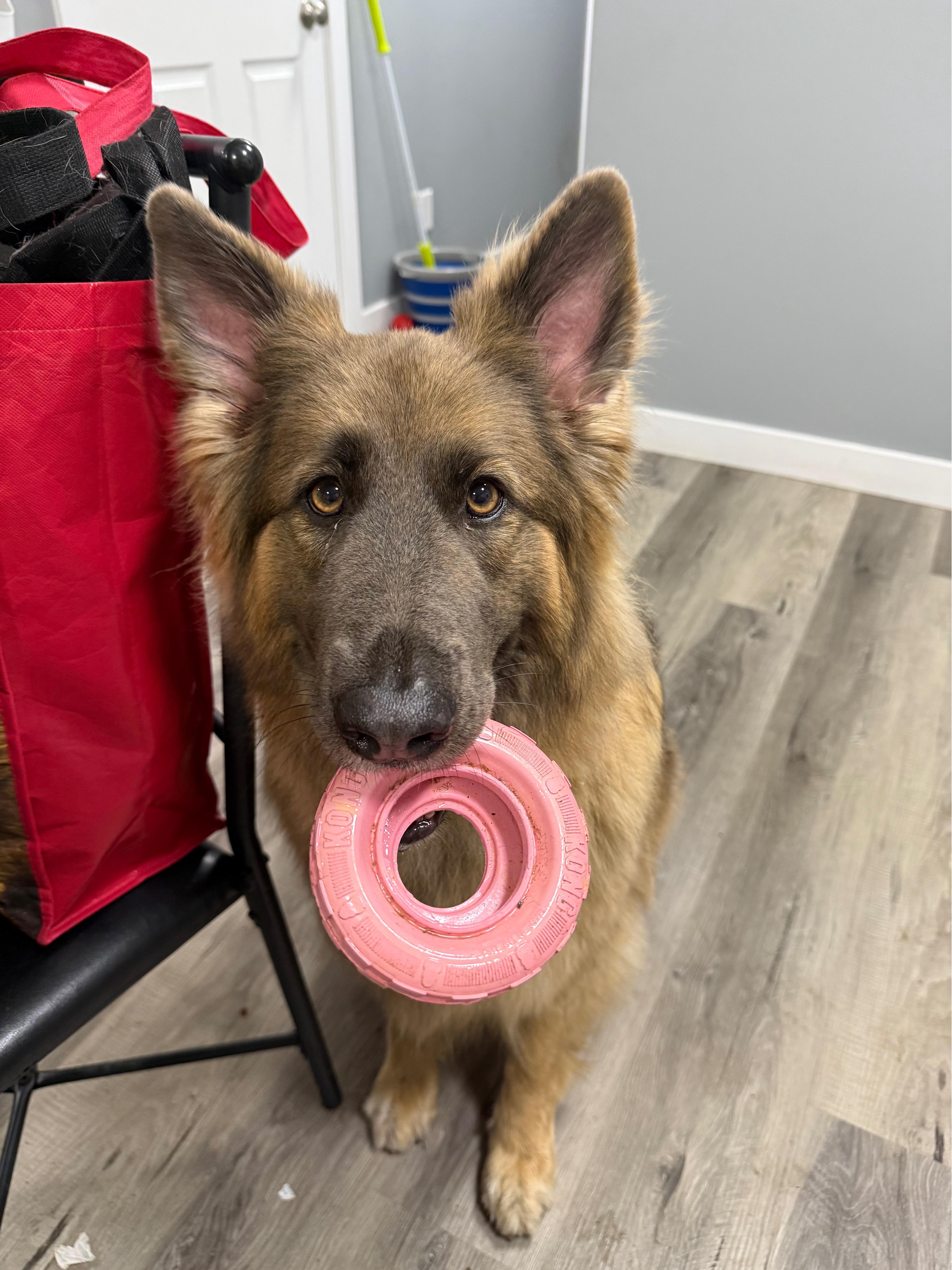 Enlarge Sunny, an adopted mixed breed in Saskatoon, SK image 2/3
