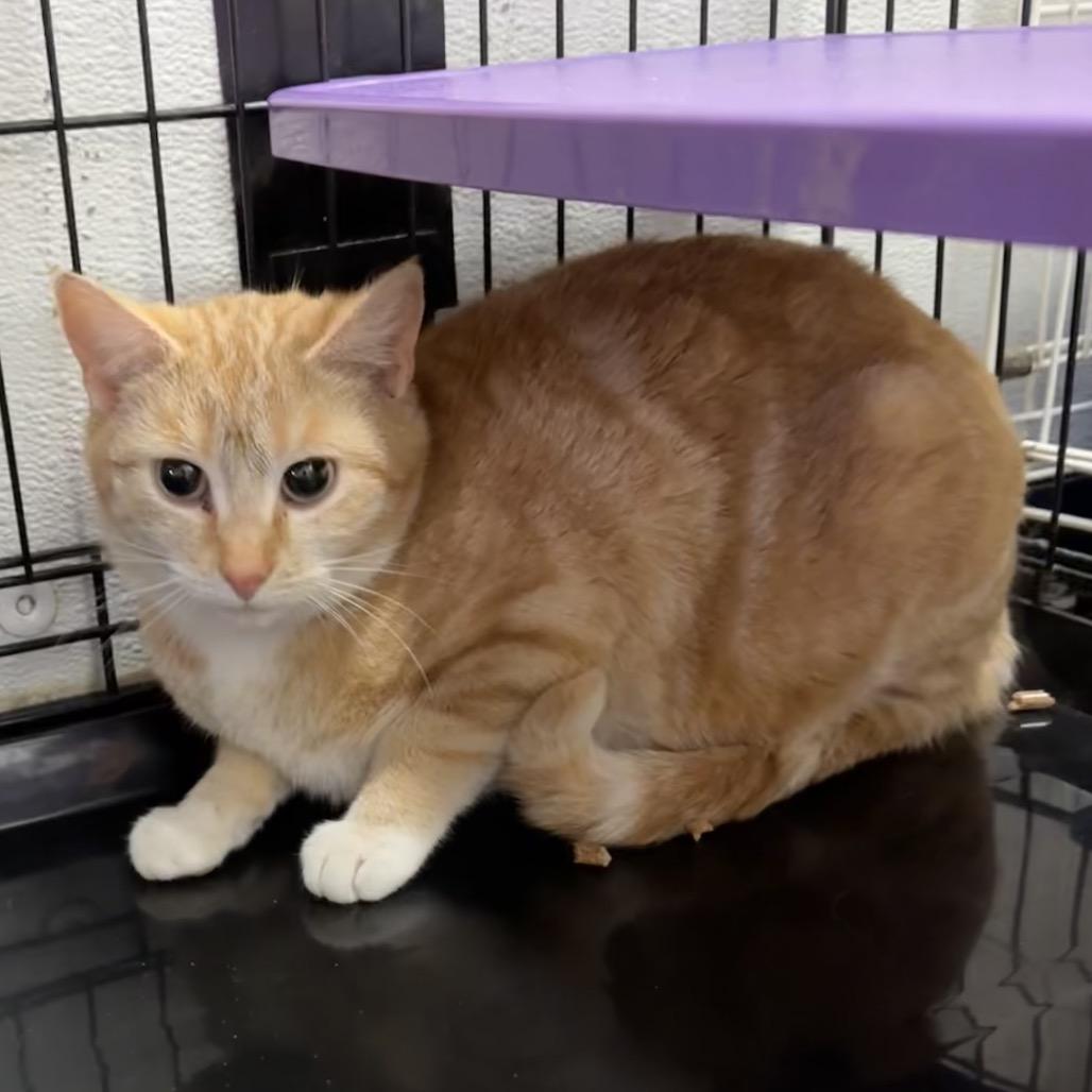 Sunflower, Adoptable, Young Female Domestic Short Hair.