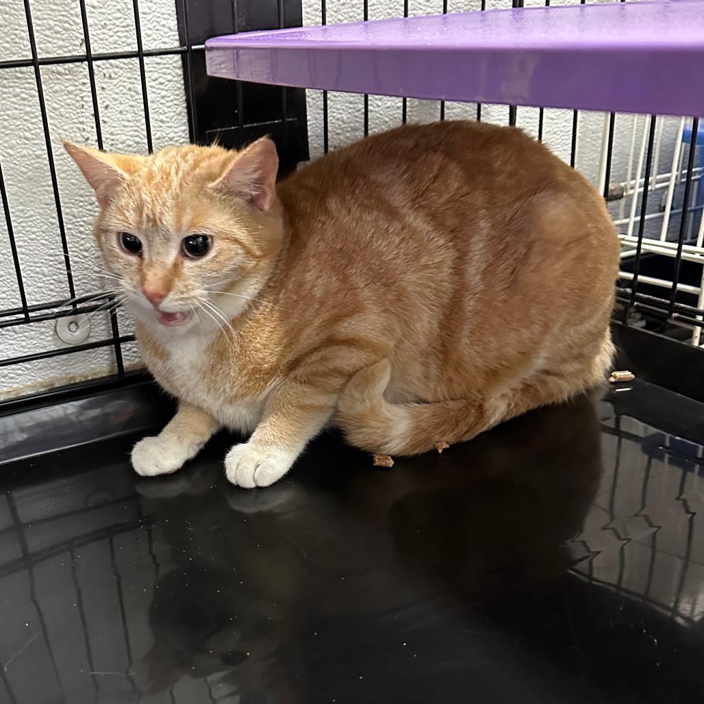 Enlarge Sunflower, a Adoptable Domestic Short Hair in Priest River, ID image 2/2