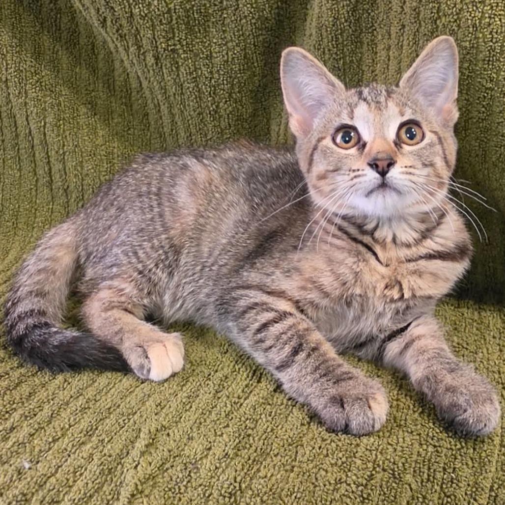 Enlarge Freya, a Adoptable mixed breed in Bedford, NH image 2/2