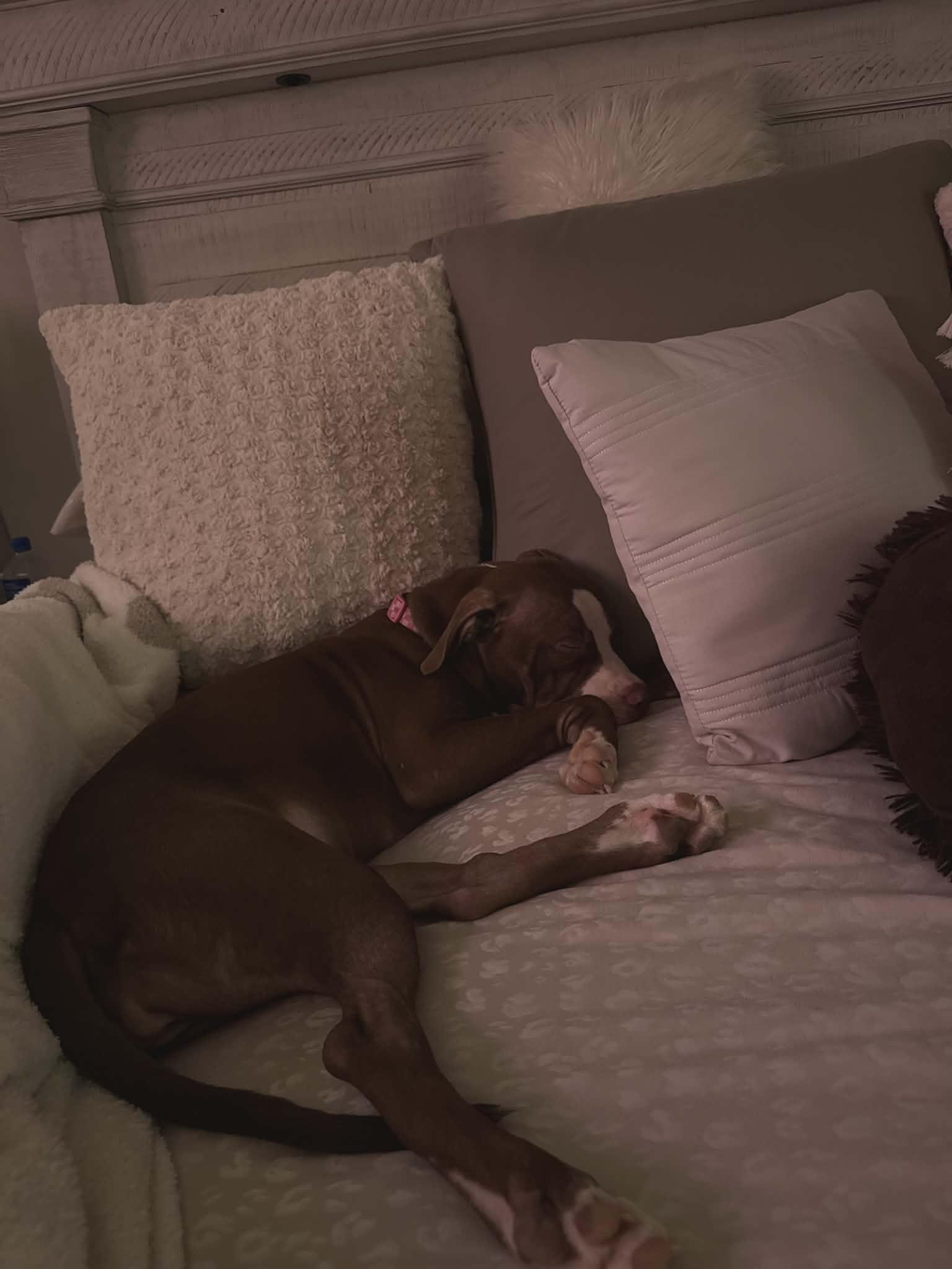 Zoey, Adoptable, Young Female Pit Bull Terrier.