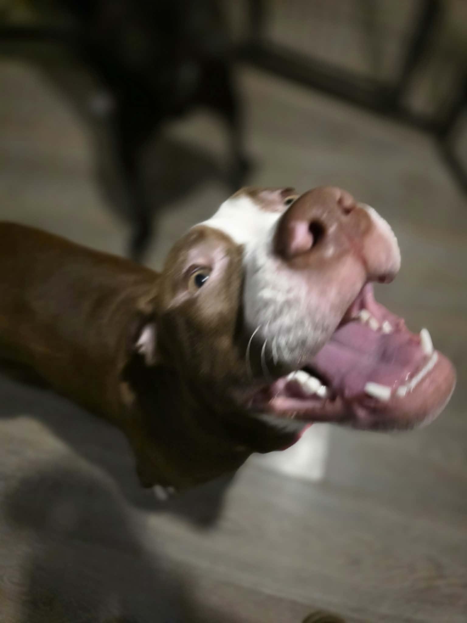 Zoey, Adoptable, Young Female Pit Bull Terrier.