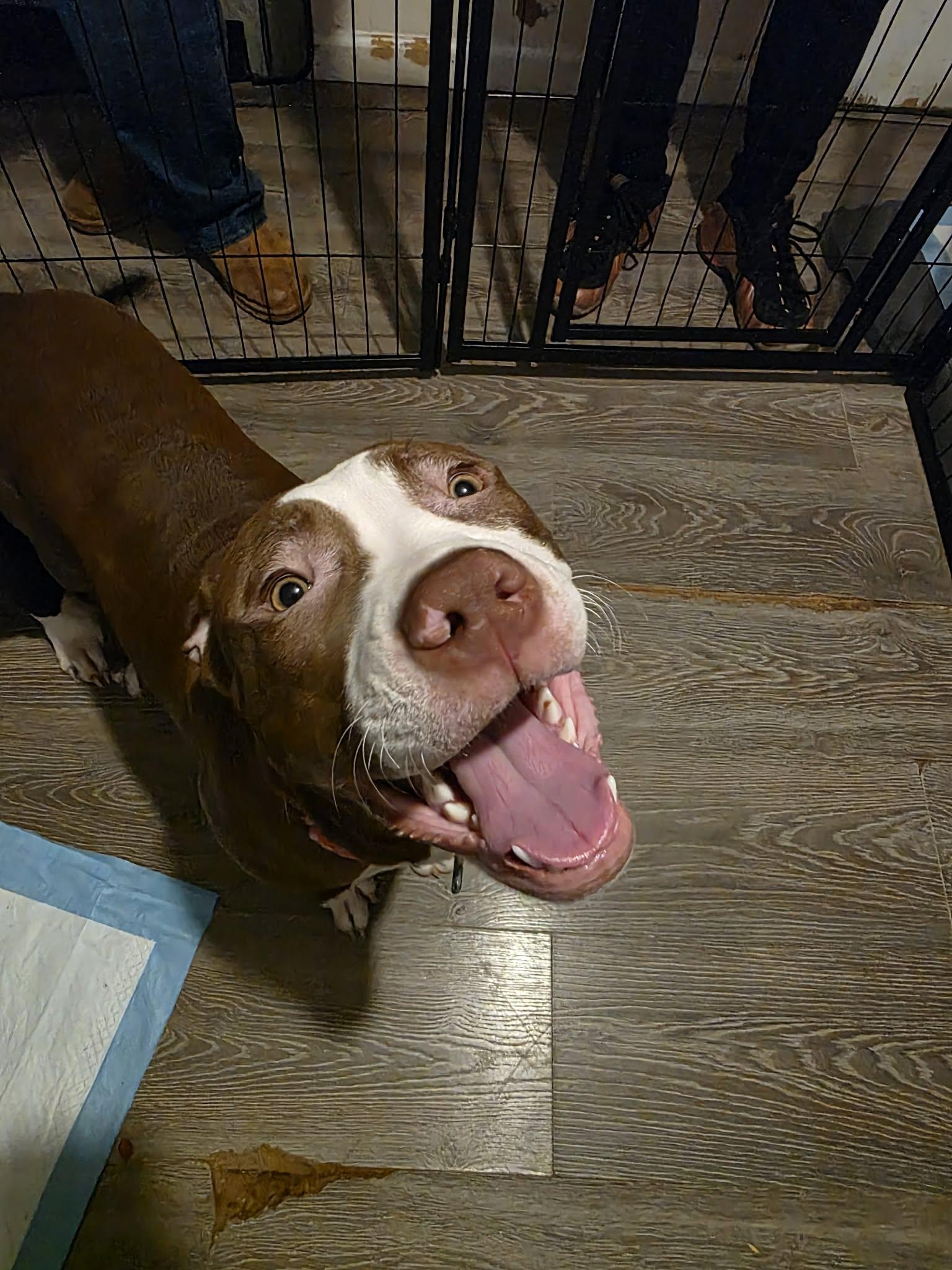 Enlarge Zoey, a Adoptable Pit Bull Terrier in Lincoln Park, NJ image 3/6