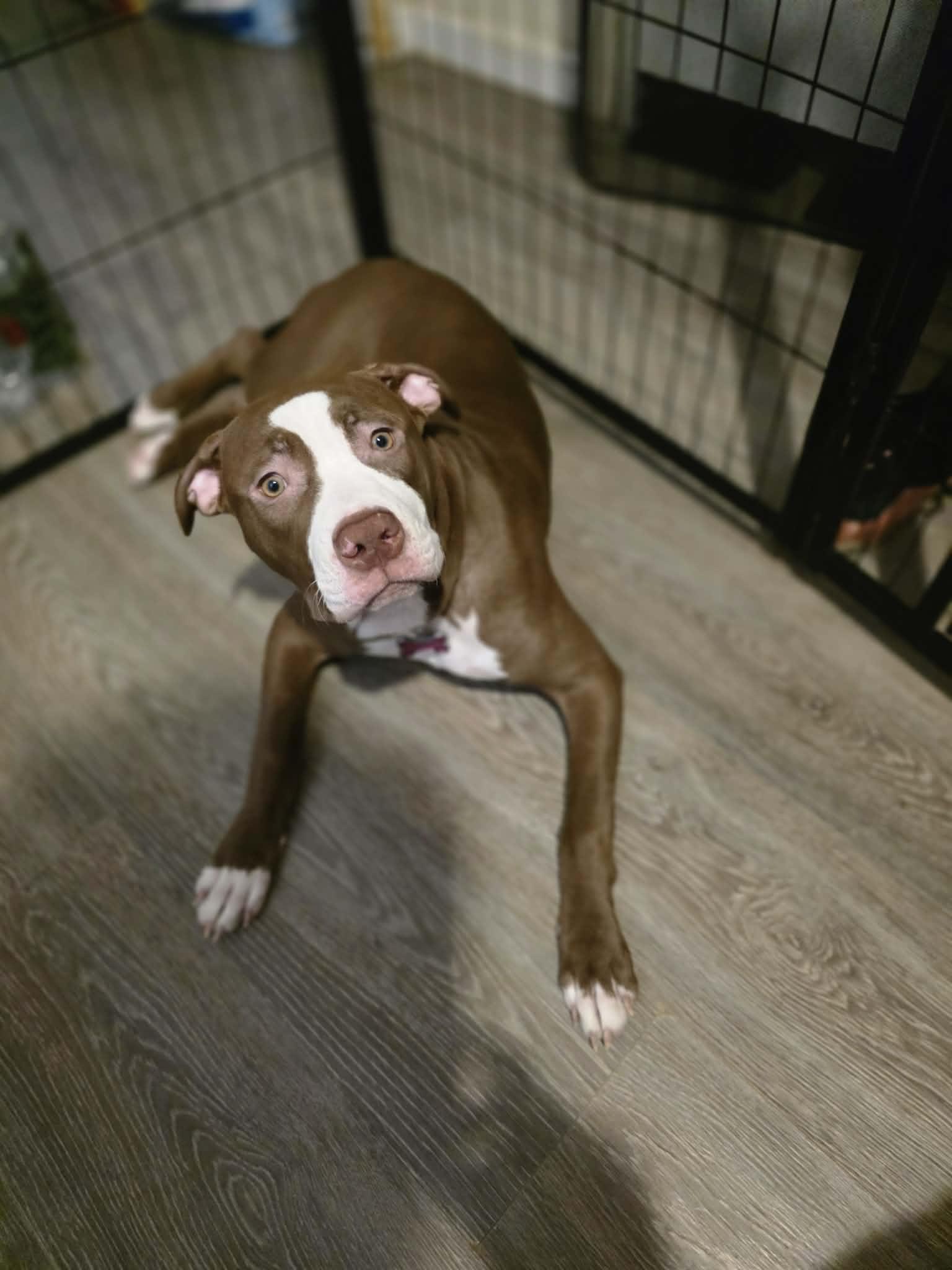 Enlarge Zoey, a Adoptable Pit Bull Terrier in Lincoln Park, NJ image 4/6