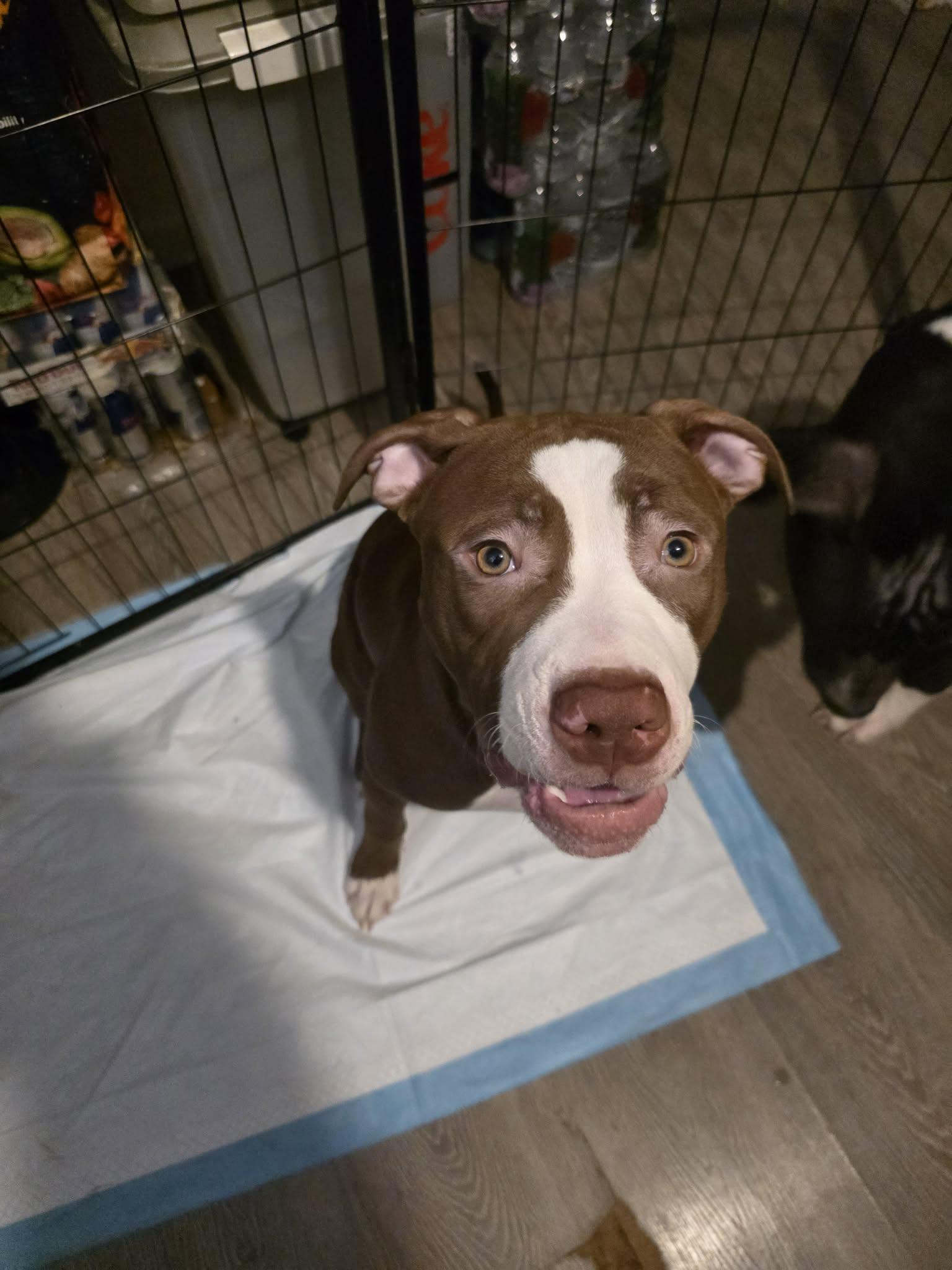 Enlarge Zoey, a Adoptable Pit Bull Terrier in Lincoln Park, NJ image 5/6