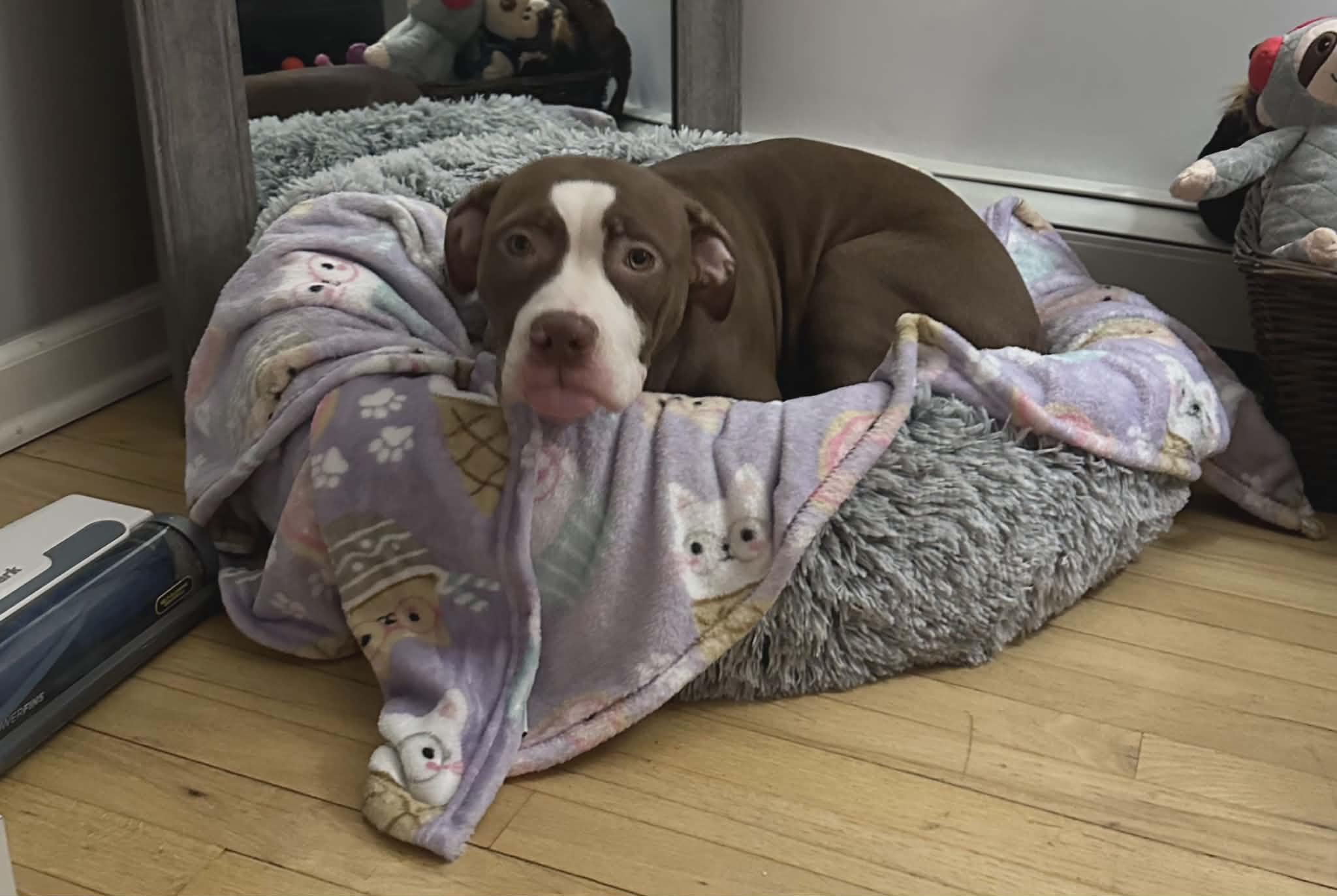 Enlarge Zoey, a Adoptable Pit Bull Terrier in Lincoln Park, NJ image 6/6