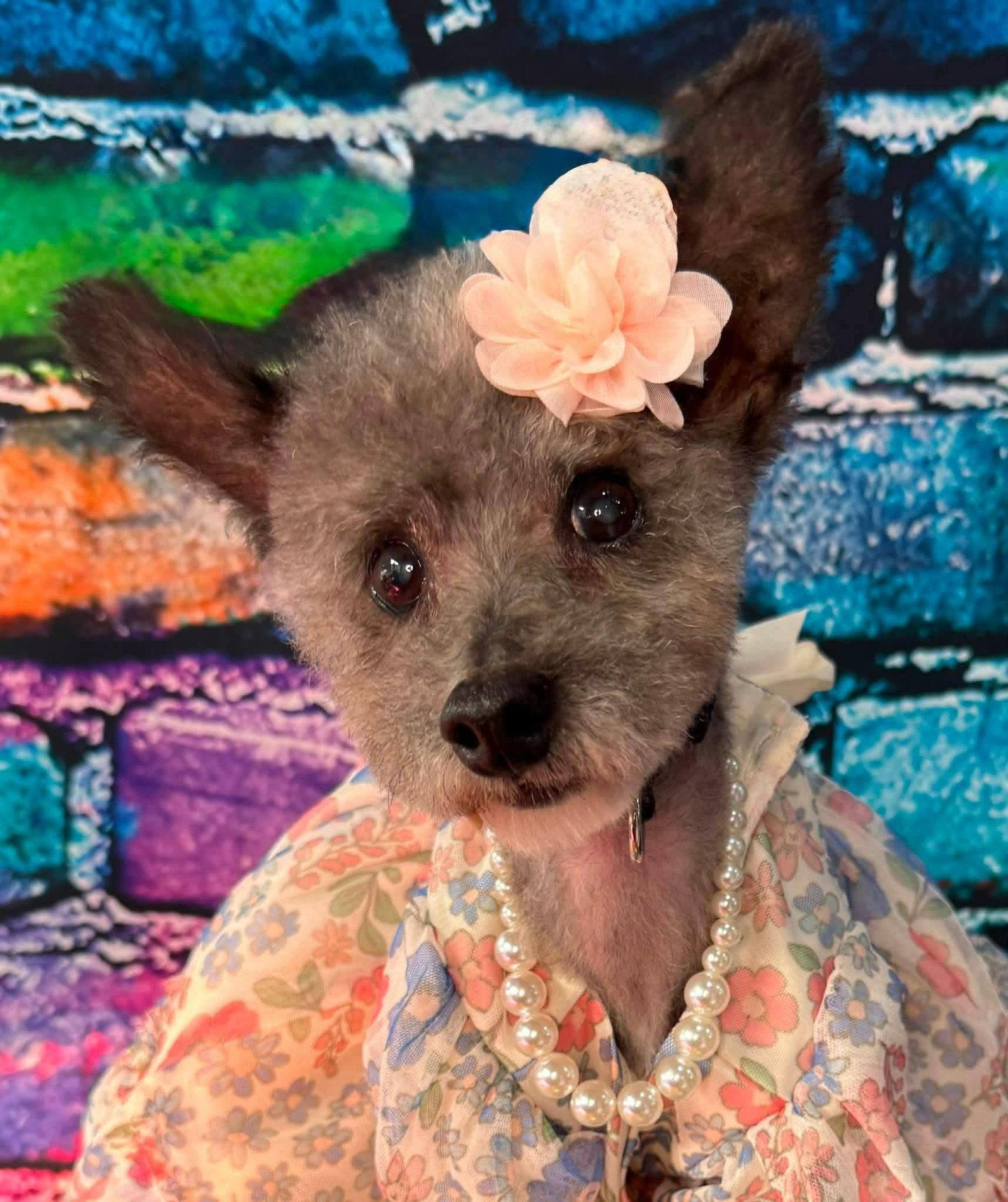Haley Grace, Adoptable, Senior Female Yorkshire Terrier.