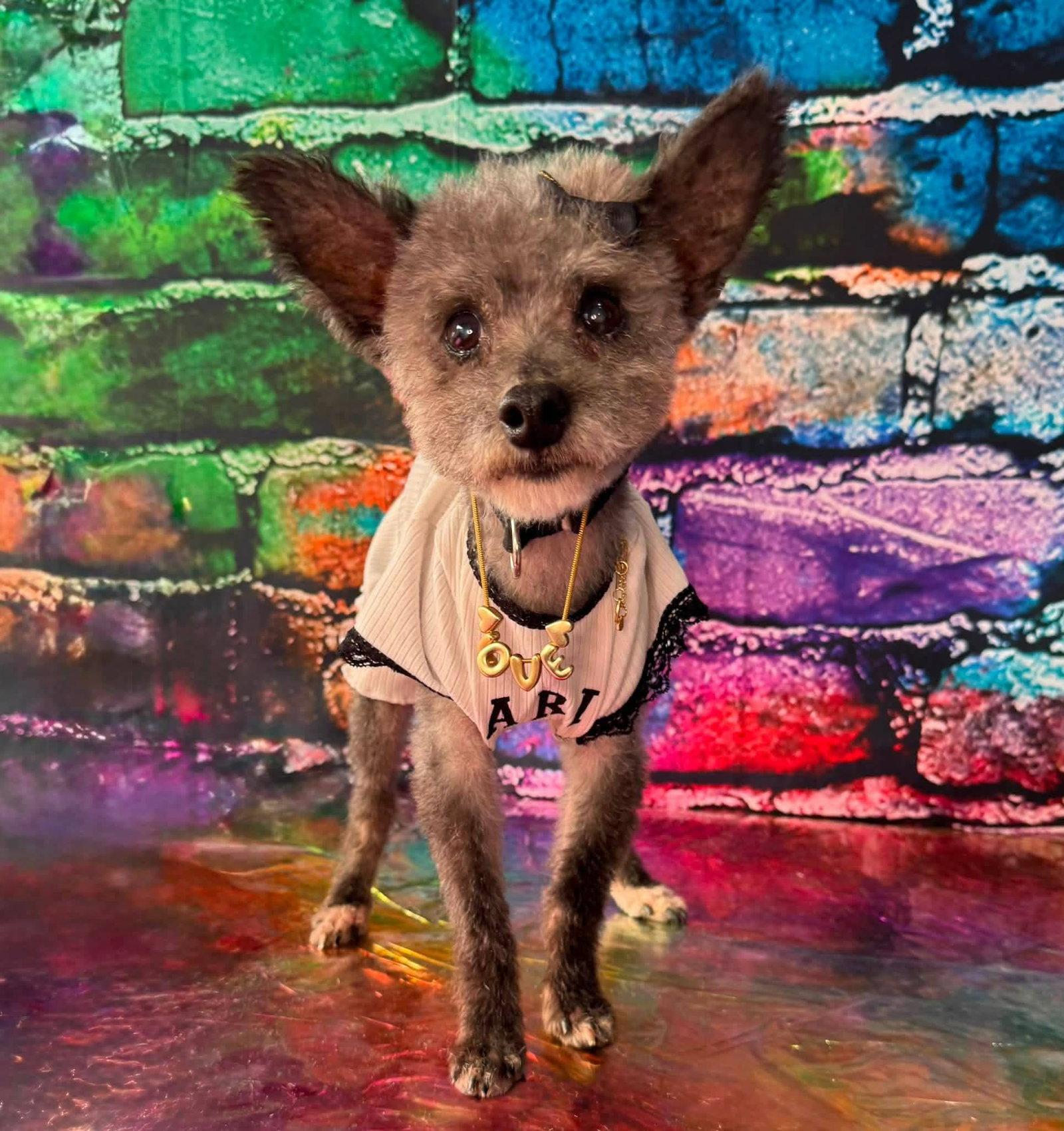 Haley Grace, a Adoptable Yorkshire Terrier in Fairmont, WV image 3/3