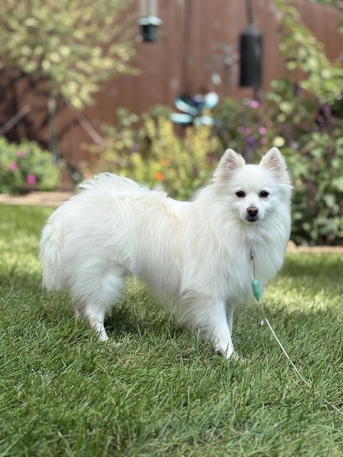 Enlarge Myia of Bolingbrook IL, a Adopted American Eskimo Dog in Randallstown, MD image 1/3