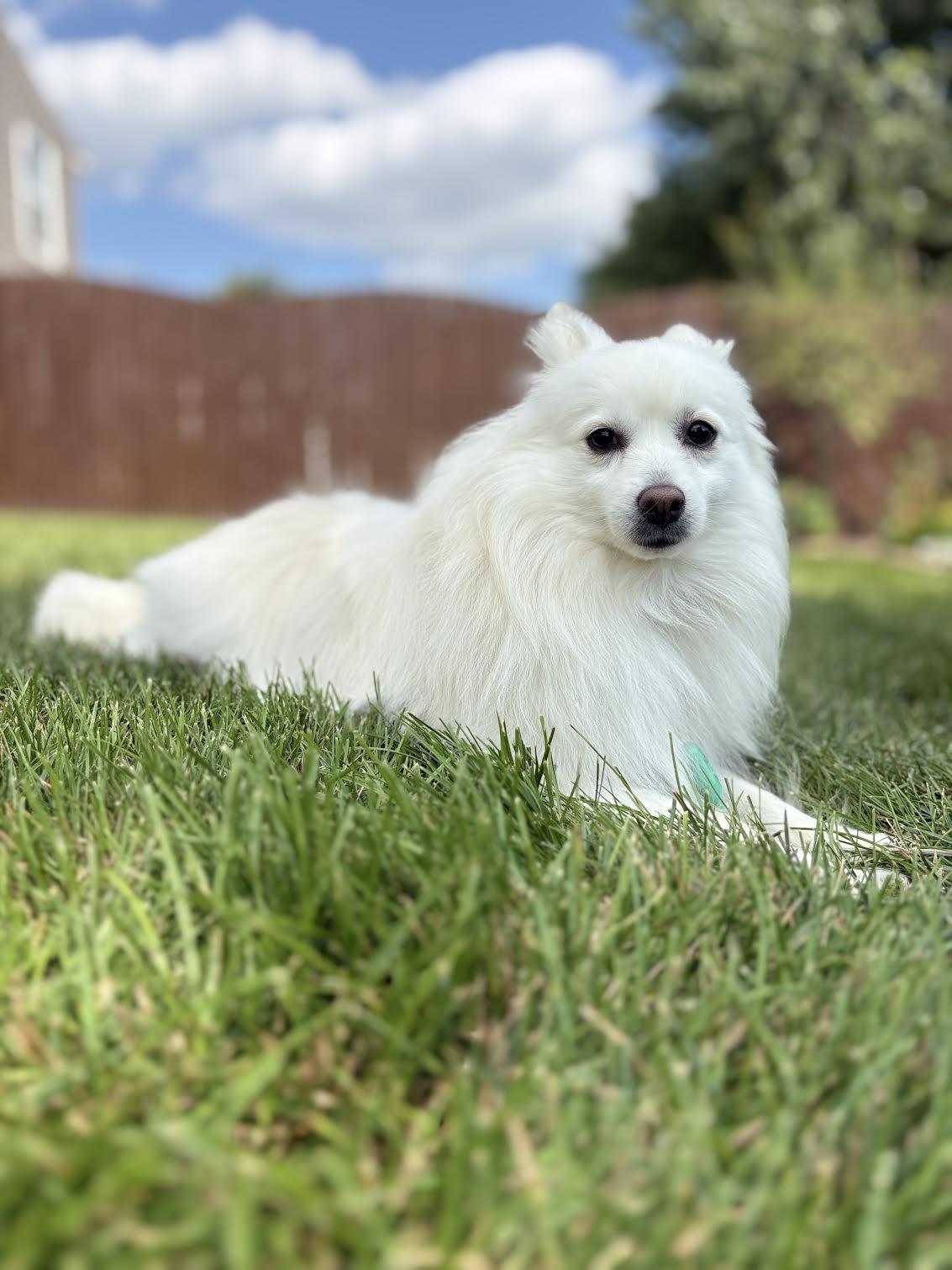 Enlarge Myia of Bolingbrook IL, a Adopted American Eskimo Dog in Randallstown, MD image 2/3