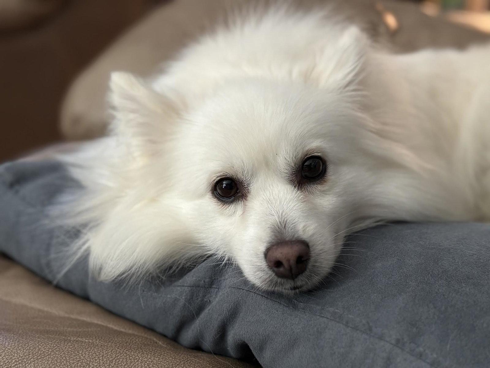 Enlarge Myia of Bolingbrook IL, a Adopted American Eskimo Dog in Randallstown, MD image 3/3
