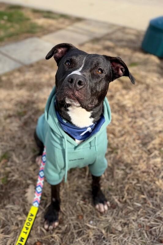 Enlarge Squire, a Adoptable Mixed Breed in Miamitown, OH image 3/4