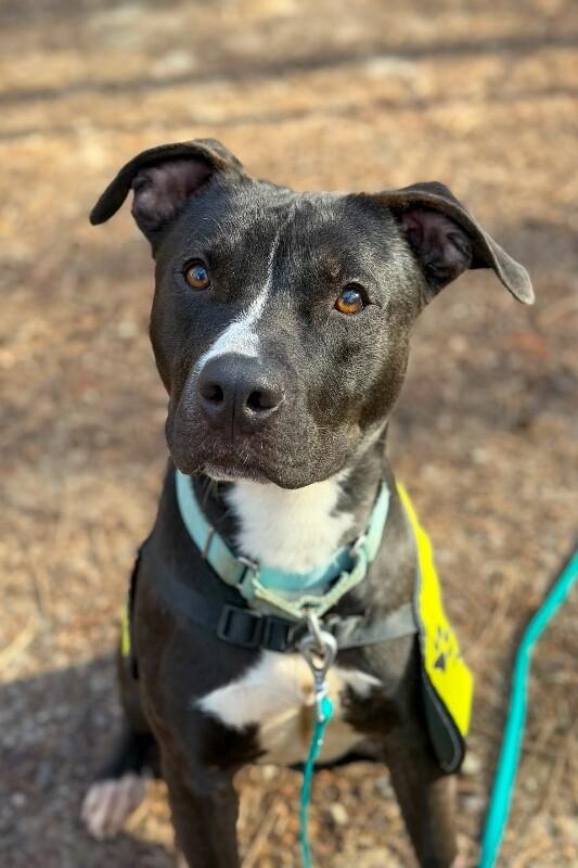 Enlarge Squire, a Adoptable Mixed Breed in Miamitown, OH image 1/4