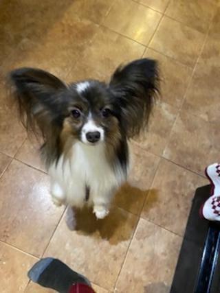 Enlarge Peanut - Pending Adoption, a Adoptable Papillon in Grand Rapids, MI image 1/3