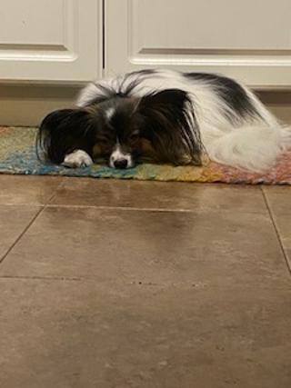 Enlarge Peanut - Pending Adoption, a Adoptable Papillon in Grand Rapids, MI image 2/3