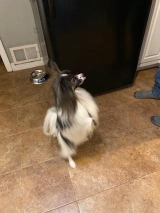 Enlarge Peanut - Pending Adoption, a Adoptable Papillon in Grand Rapids, MI image 3/3